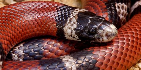 sinaloan milk snake gucci|sinaloan milk snake.